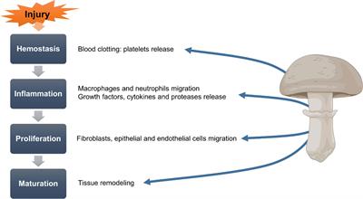 <mark class="highlighted">Mushrooms</mark>-Rich Preparations on Wound Healing: From Nutritional to Medicinal Attributes